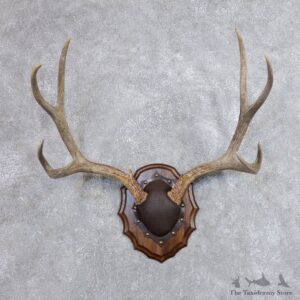 Mule Deer Taxidermy European Antler Plaque #18706 For Sale @ The Taxidermy Store