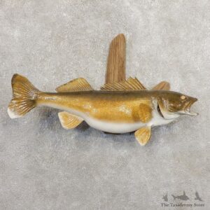 Walleye Taxidermy Fish Mount #20883 For Sale @ The Taxidermy Store