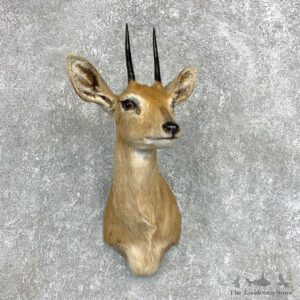 African Steinbok Shoulder Mount For Sale #22121 @ The Taxidermy Store