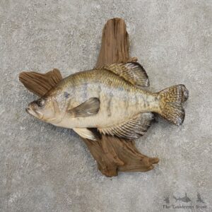 White Crappie Taxidermy Fish Mount #20930 For Sale @ The Taxidermy Store