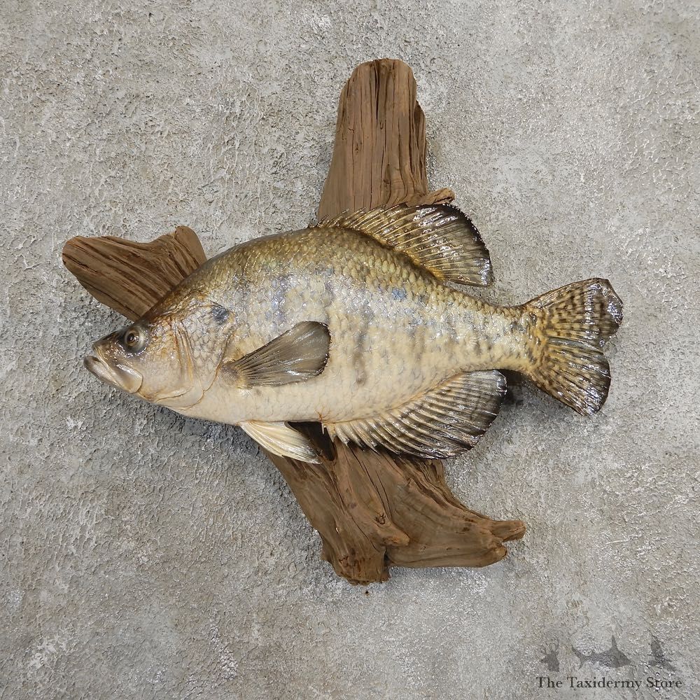 White Crappie Taxidermy Fish Mount #20930 For Sale @ The Taxidermy Store