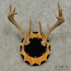 Whitetail Deer Antler Plaque For Sale #16930 @ The Taxidermy Store