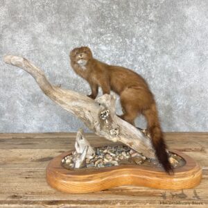 Mink Life-Size Taxidermy Mount For Sale #26619 @ The Taxidermy Store