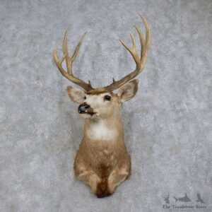 Mule Deer Shoulder Mount For Sale #15730 @ The Taxidermy Store
