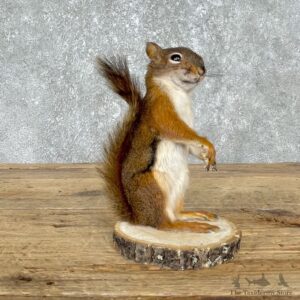 Red Squirrel Life-Size Mount For Sale #25553 @ The Taxidermy Store
