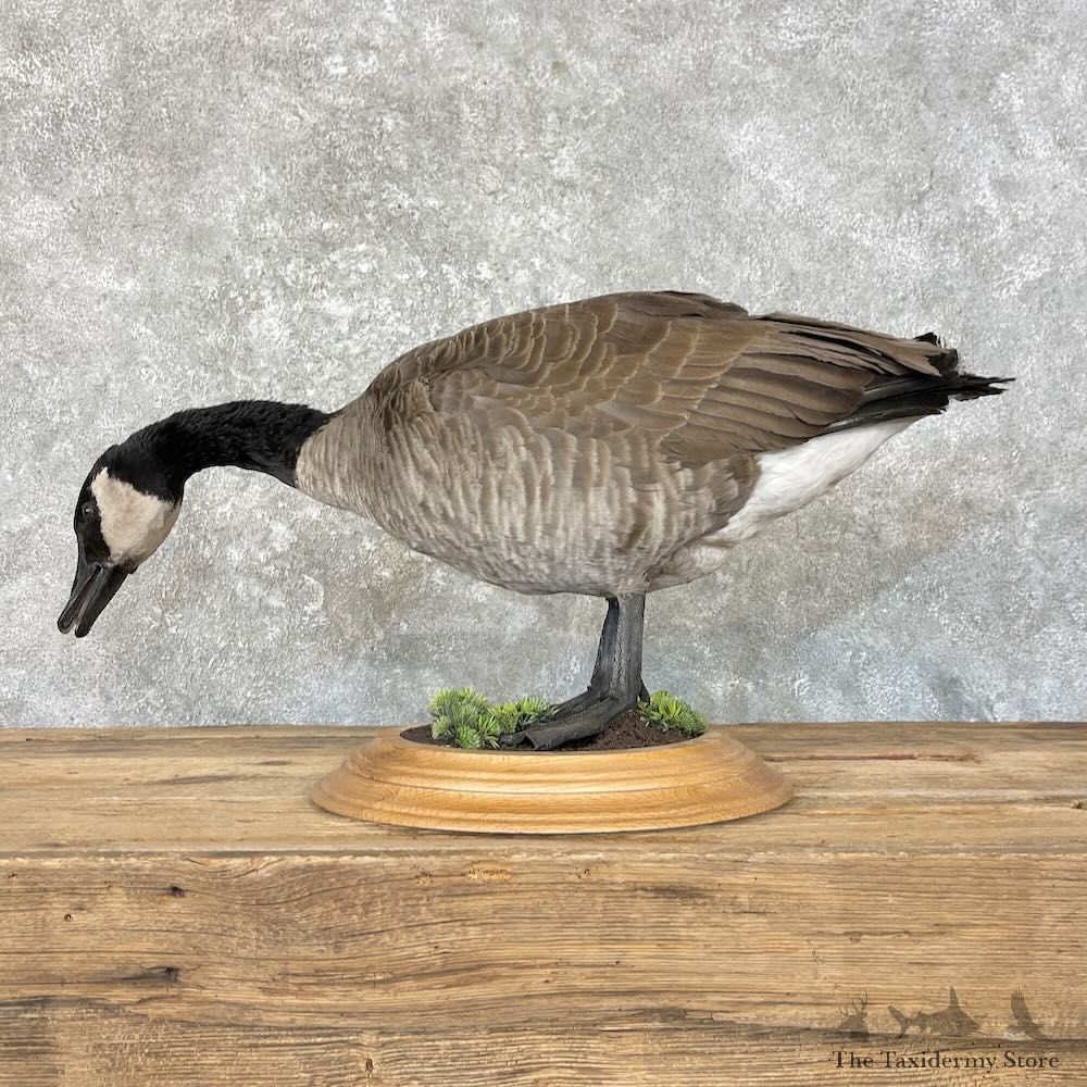 Canada Goose Bird Mount For Sale #27593 @ The Taxidermy Store