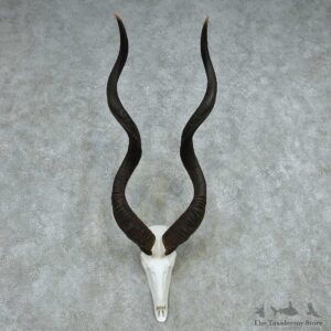 African Kudu Skull & Horn European Mount #13494 For Sale @ The Taxidermy Store