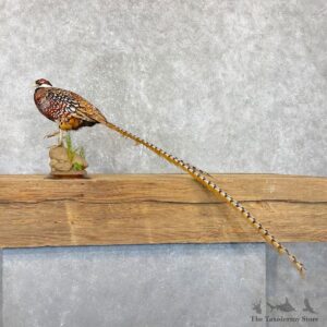 Reeves Pheasant Mount For Sale #24145 @ The Taxidermy Store