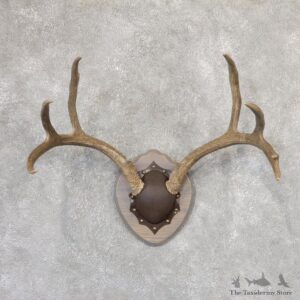 Mule Deer Taxidermy Antler Plaque #19003 For Sale @ The Taxidermy Store