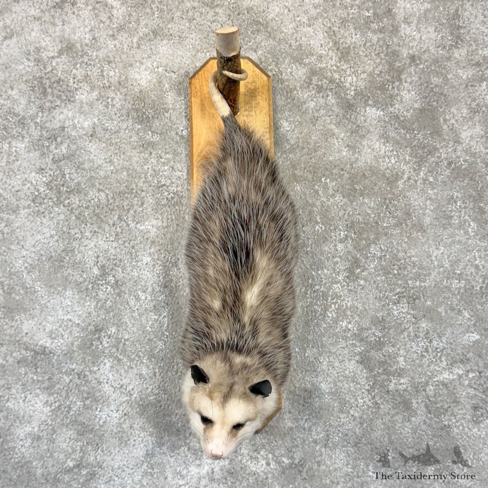 Wall Hanging Opossum Mount For Sale #29938 @ The Taxidermy Store