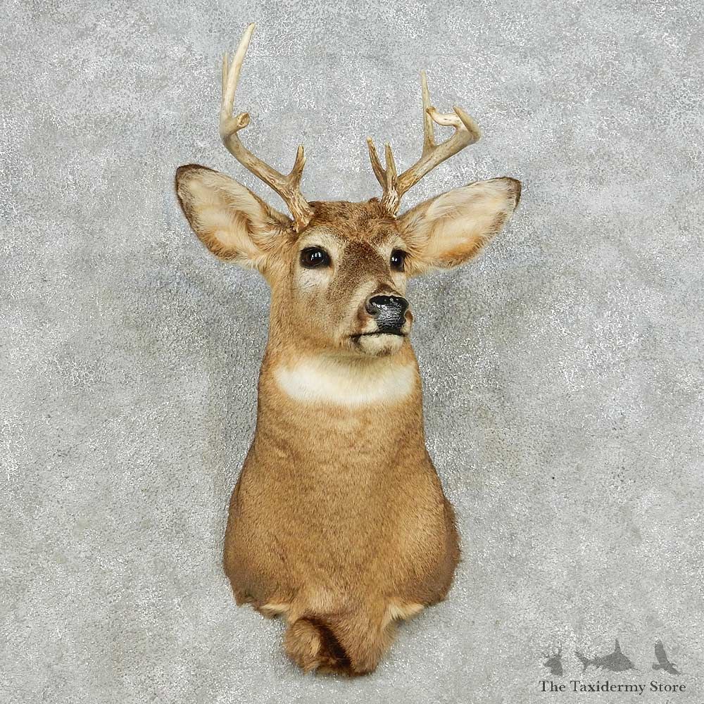 Whitetail Deer Taxidermy Shoulder Mount For Sale #14108 @ The Taxidermy Store