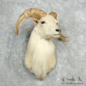 Texas Dall Sheep Mount For Sale #17811 @ The Taxidermy Store
