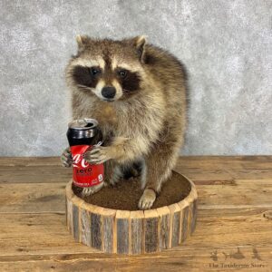 Novelty Raccoon Mount For Sale #21312 @ The Taxidermy Store