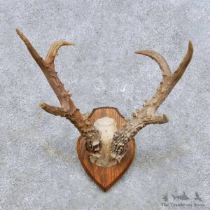 Siberian Roe Deer Antler Mount For Sale #14445 @ The Taxidermy Store