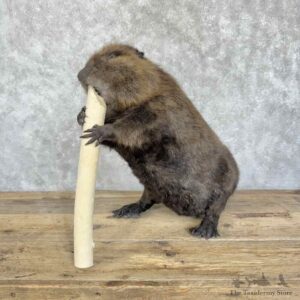 North American Beaver Mount For Sale #30726 @ The Taxidermy Store