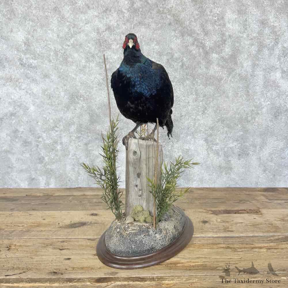 Black Pheasant Bird Mount For Sale #31811 @ The Taxidermy Store