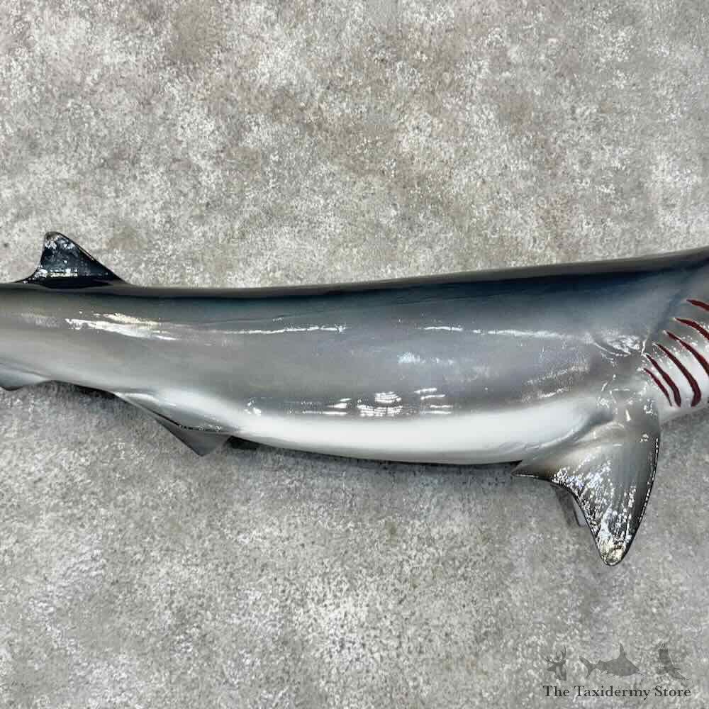 Bluntnose Sixgill Shark Reproduction Mount For Sale #30451 @ The Taxidermy Store