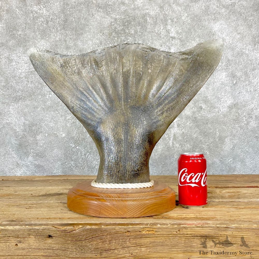 Halibut Tail Taxidermy Fish Mount #24724 For Sale @ The Taxidermy Store