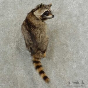 Wall-Hanging Raccoon Mount For Sale #16883 @ The Taxidermy Store