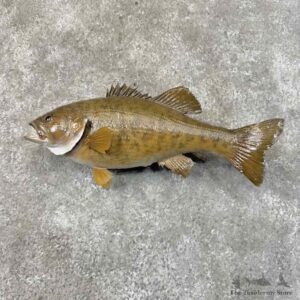 Smallmouth Bass Fish Mount For Sale #31277 @ The Taxidermy Store
