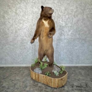 Cinnamon Phase Black Bear Life-Size Mount For Sale #31352 @ The Taxidermy Store