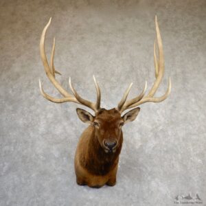 Rocky Mountain Elk Shoulder Mount For Sale #19850 @ The Taxidermy Store