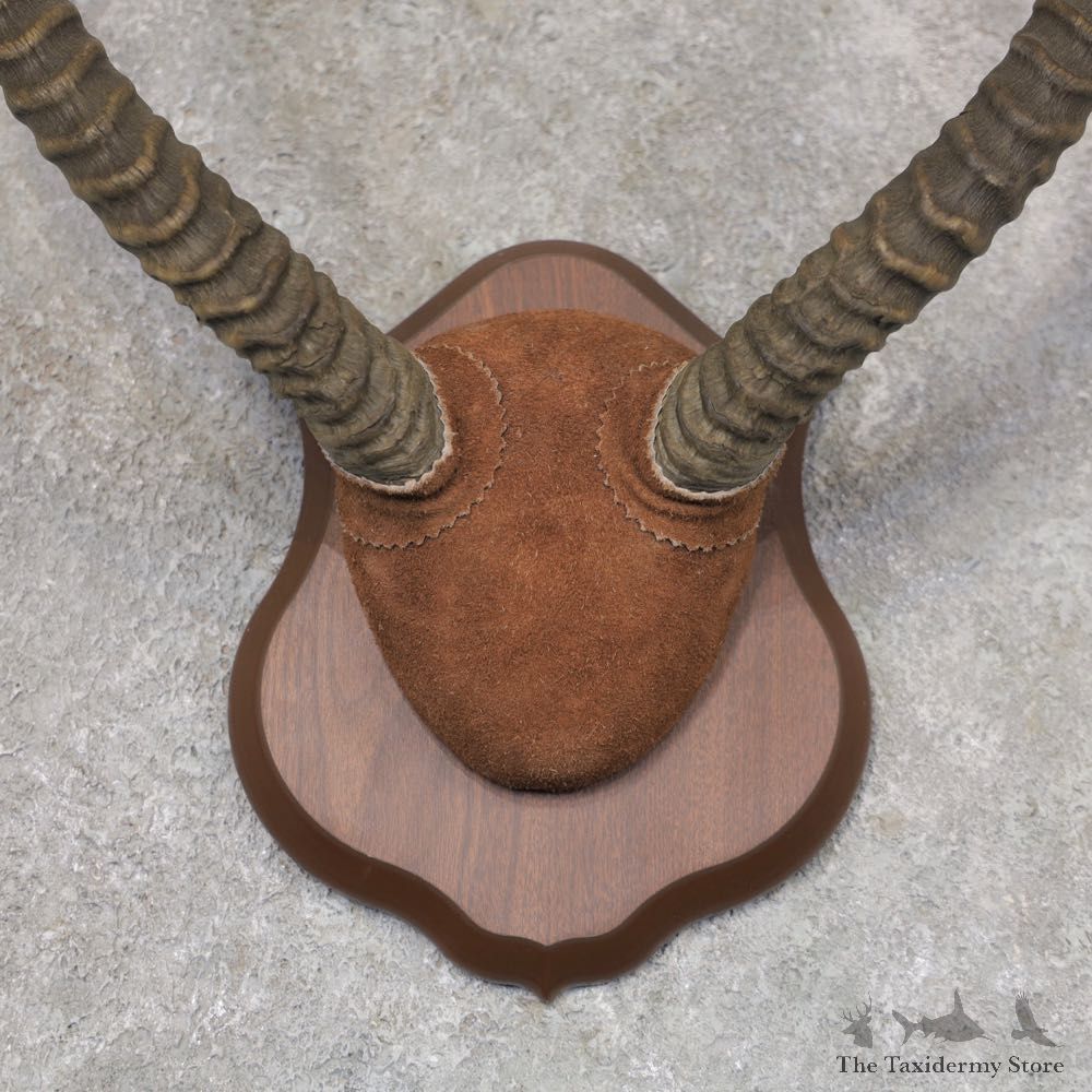 Lechwe Horn Plaque Mount For Sale #22361 @ The Taxidermy Store