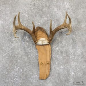 Whitetail Deer Antler Plaque Mount For Sale #19330 @ The Taxidermy Store