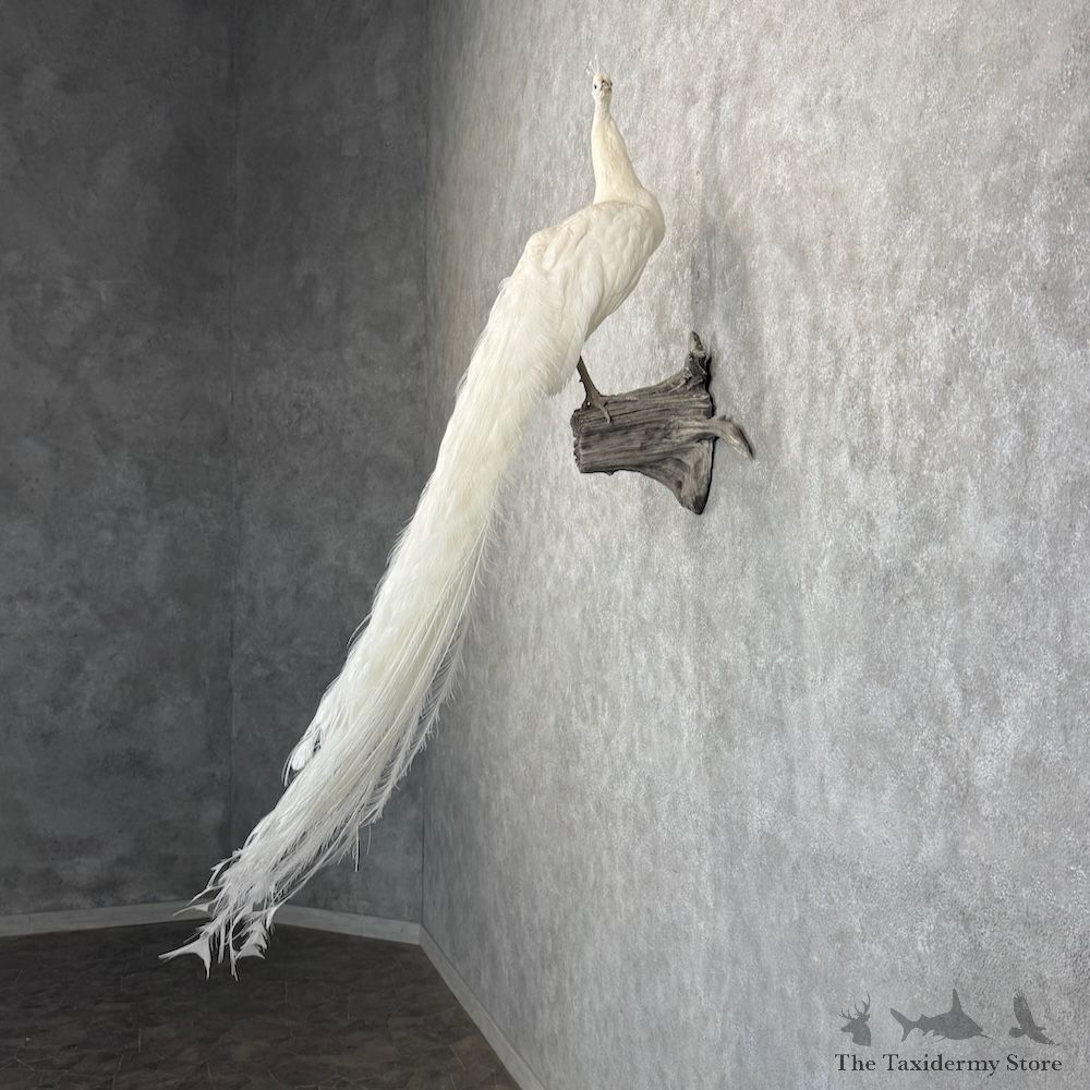 White Peacock Bird Mount For Sale #30047 @ The Taxidermy Store