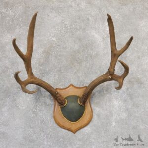 Mule Deer Plaque Mount For Sale #19008 @ The Taxidermy Store