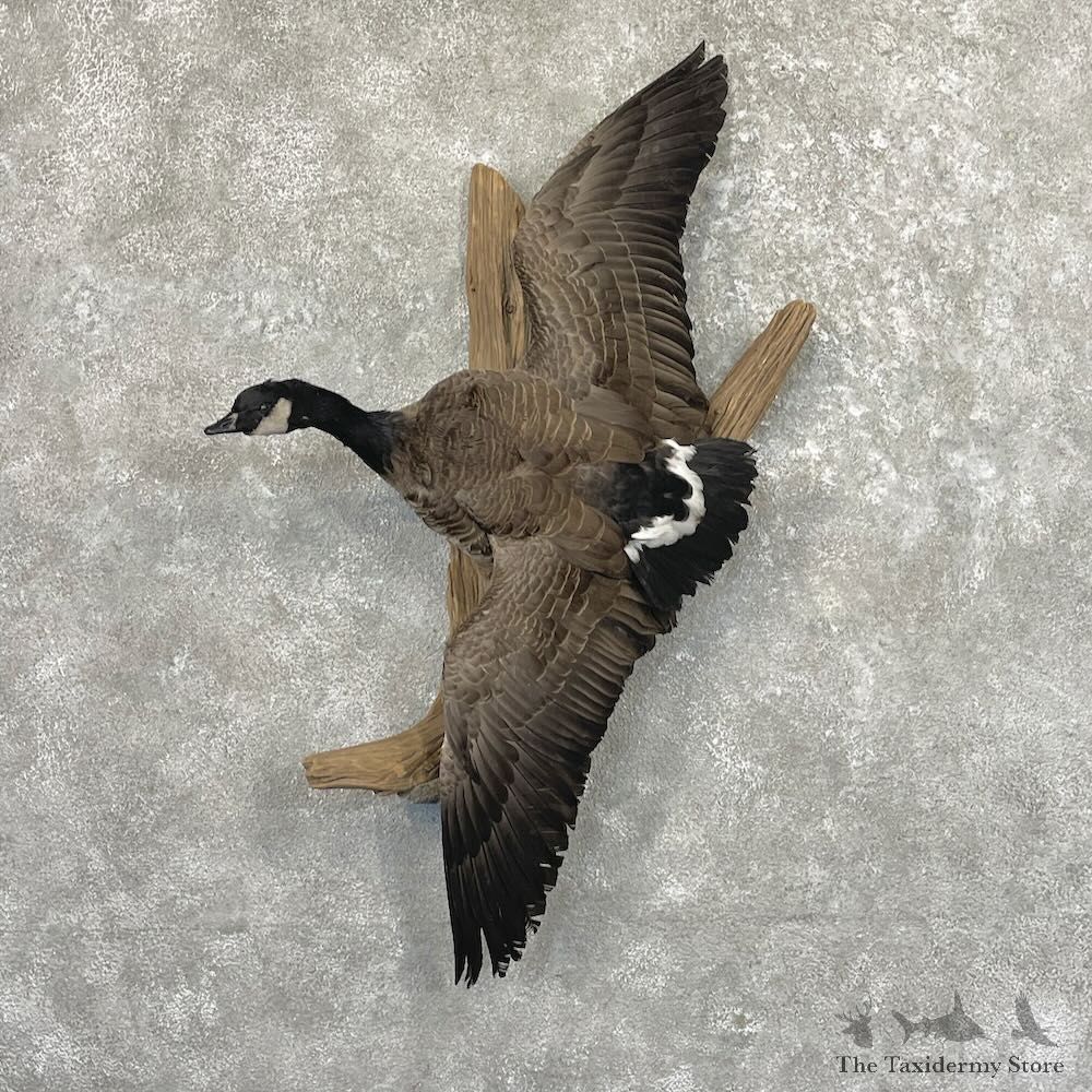 Cackling (Richardson's) Goose Bird Mount For Sale #27621 @ The Taxidermy Store