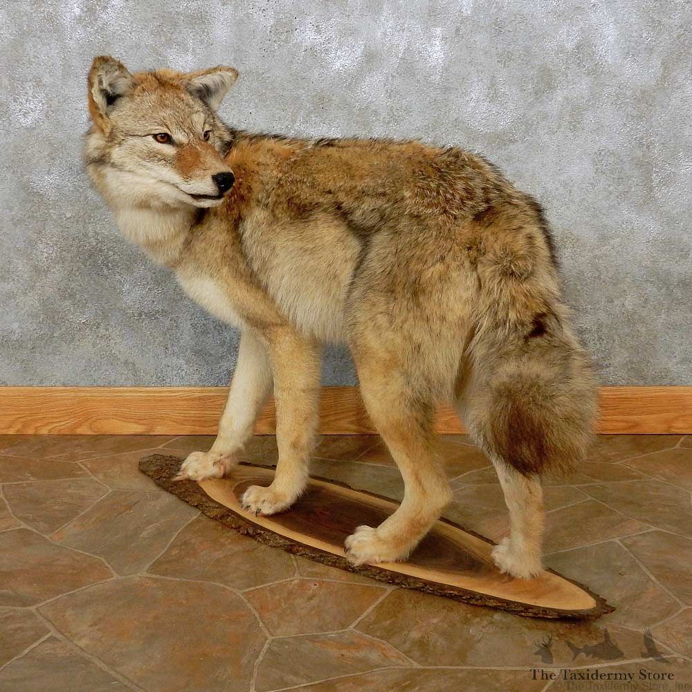Standing Life-Size Coyote Taxidermy Mount For Sale #14393 @ The Taxidermy Store