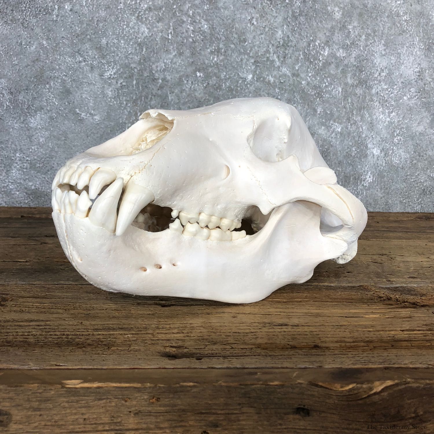 Alaskan Brown Bear Skull Mount For Sale #19846 @ The Taxidermy Store