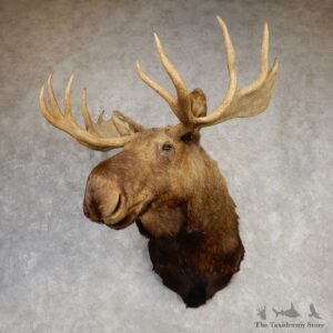 Moose Shoulder Mount For Sale #20431 @ The Taxidermy Store