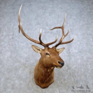 Rocky Mountain Elk Shoulder Mount For Sale #14326 @ The Taxidermy Store