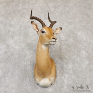 South African Impala Shoulder Mount For Sale #20146 @ The Taxidermy Store