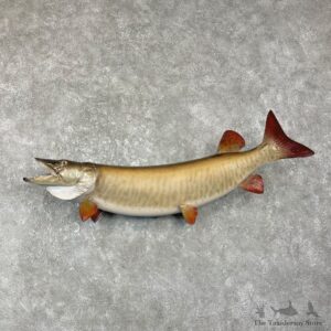 Musky Taxidermy Fish Mount For Sale #25953 @ The Taxidermy Store