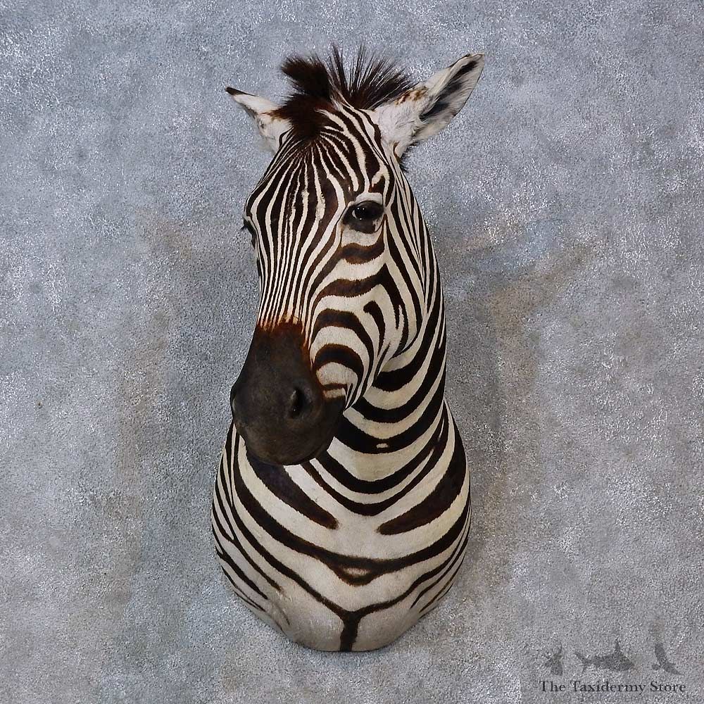 African Zebra Shoulder Mount For Sale #15267 @ The Taxidermy Store