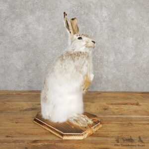 White-tailed Jackrabbit Mount #20312 For Sale @ The Taxidermy Store