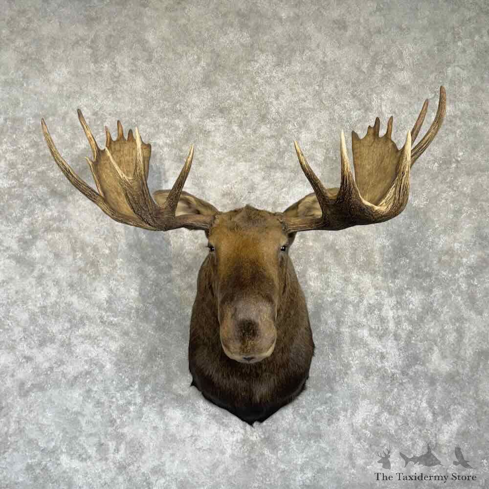Alaskan Yukon Moose Shoulder Mount For Sale #31016 @ The Taxidermy Store