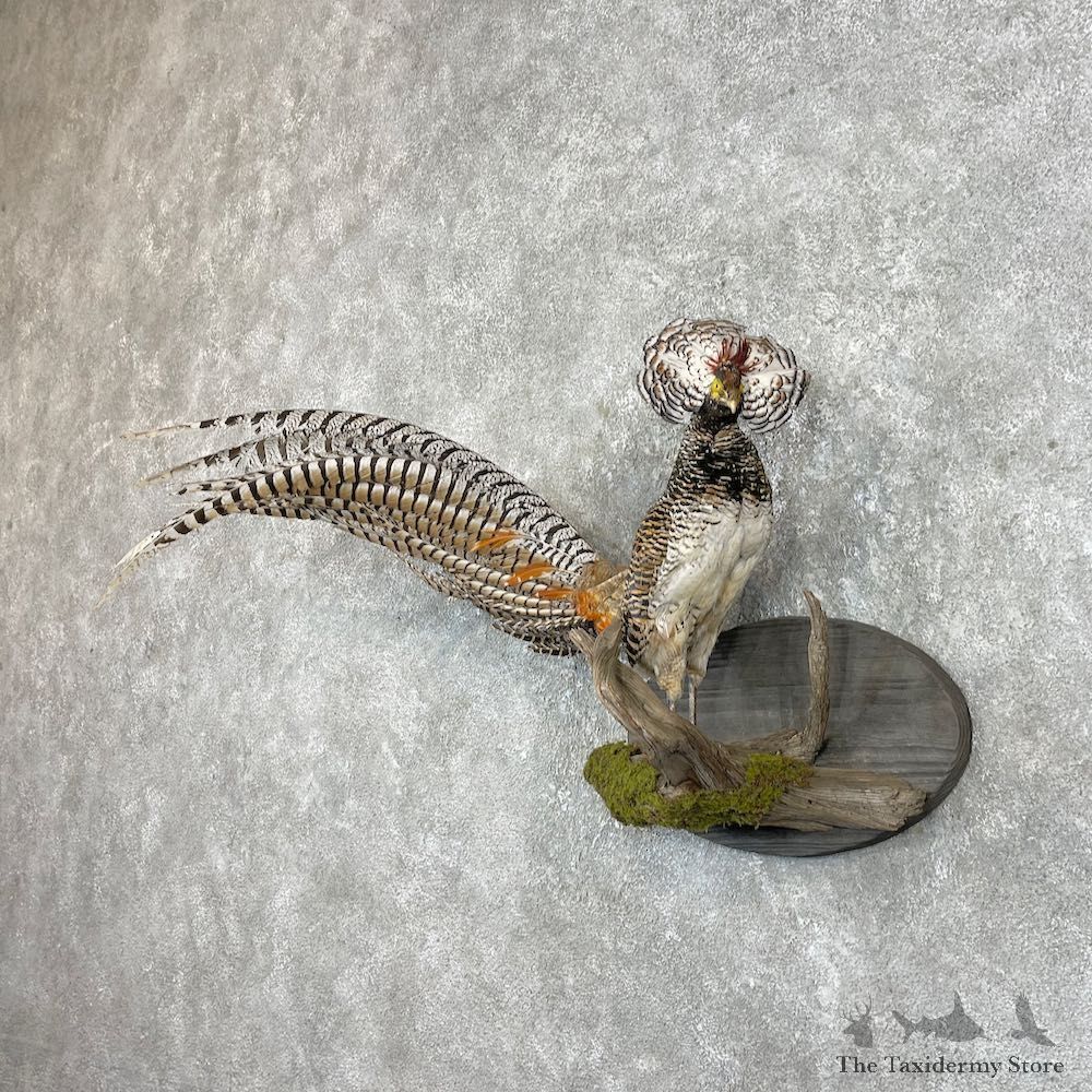 Lady Amherst Pheasant Taxidermy #26006 For Sale @ The Taxidermy Store