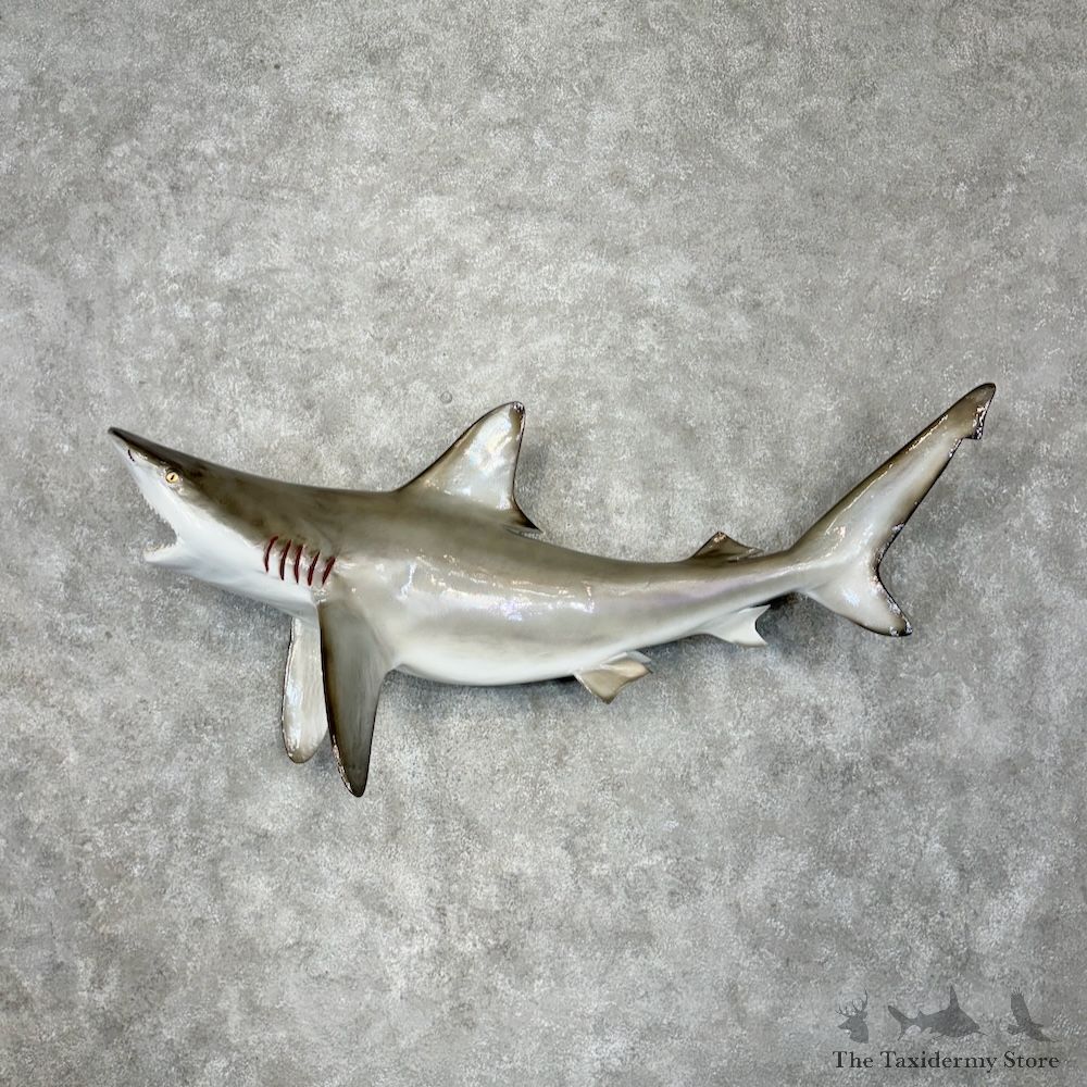 Bull Shark Replica Fish Mount For Sale #29800 @ The Taxidermy Store