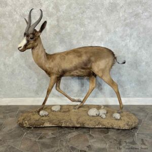 Black Springbok Life-Size Mount For Sale #31230 @ The Taxidermy Store