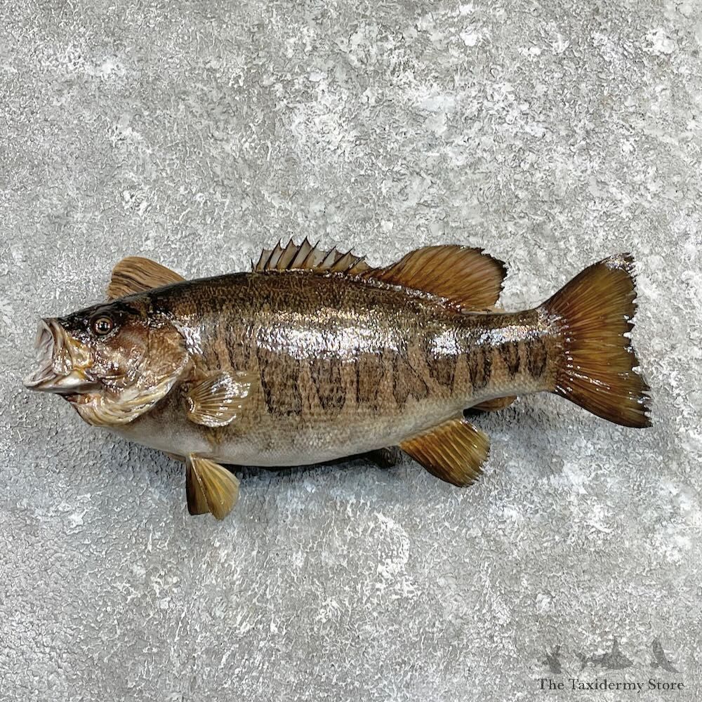 Smallmouth Bass Fish Mount For Sale #27388 @ The Taxidermy Store