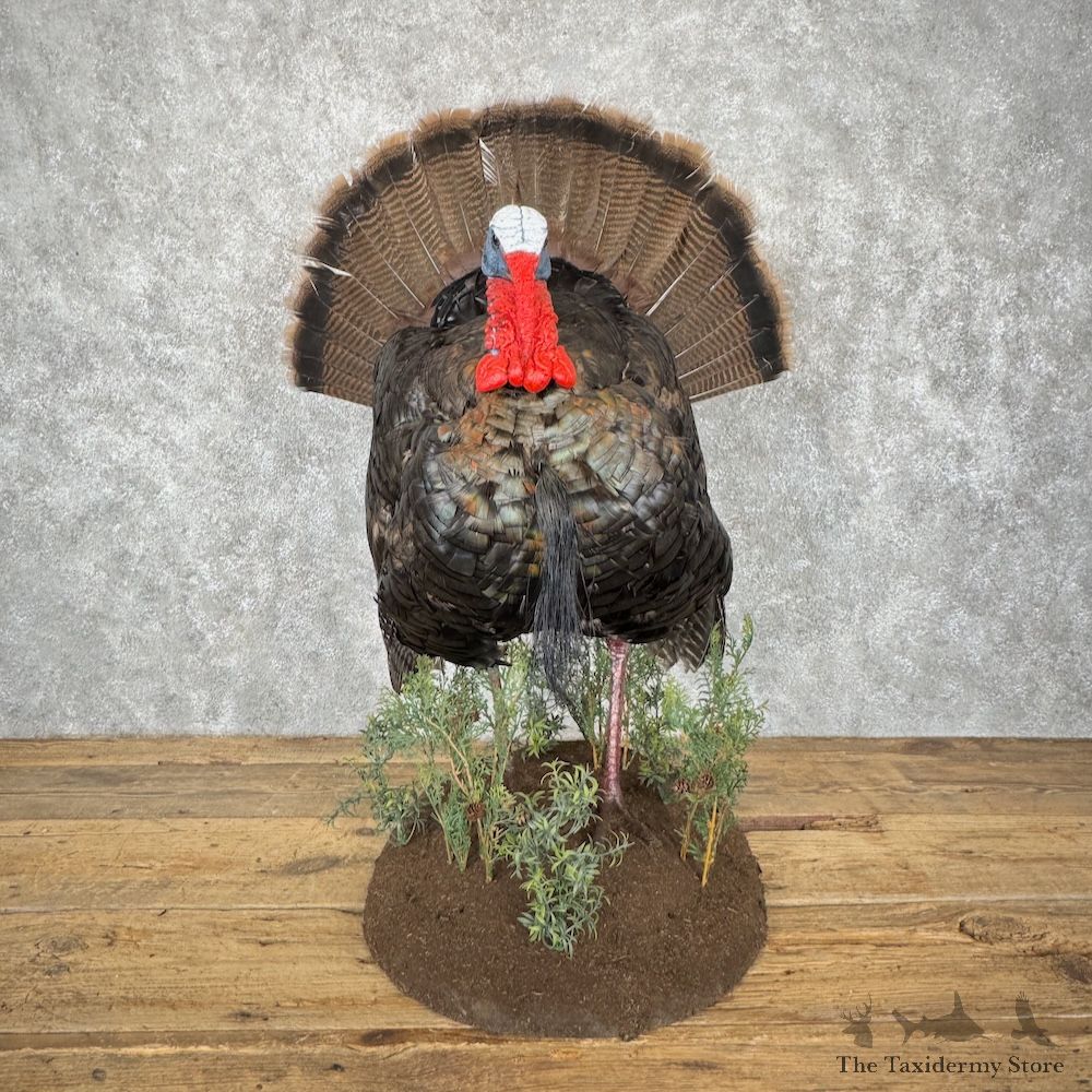 Eastern Turkey Bird Mount For Sale #29892 @ The Taxidermy Store