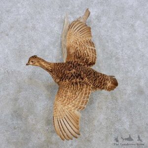 Flying Greater Prairie Chicken Mount For Sale #14256 @ The Taxidermy Store
