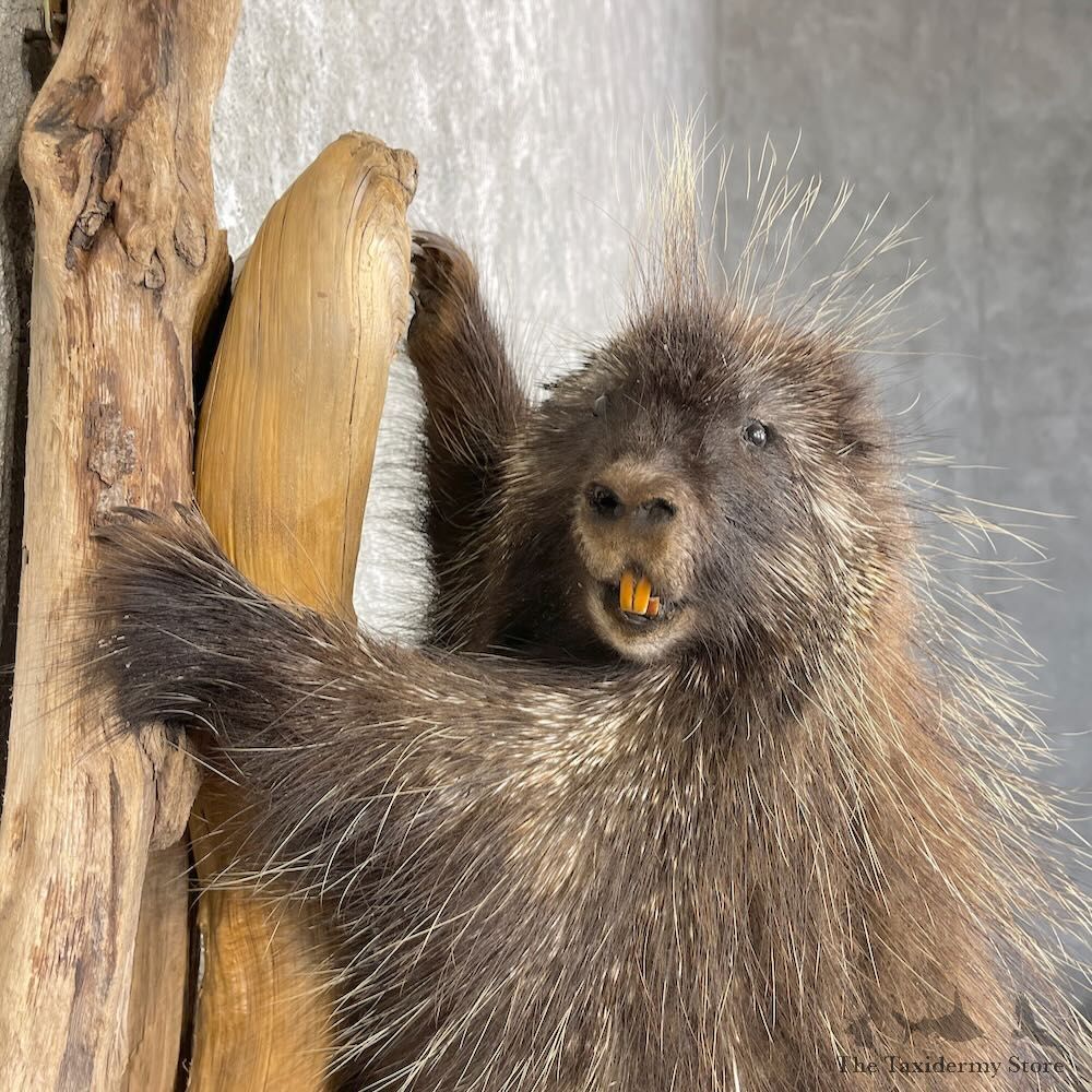 Porcupine Life-Size Taxidermy Mount For Sale #27773 - The Taxidermy Store