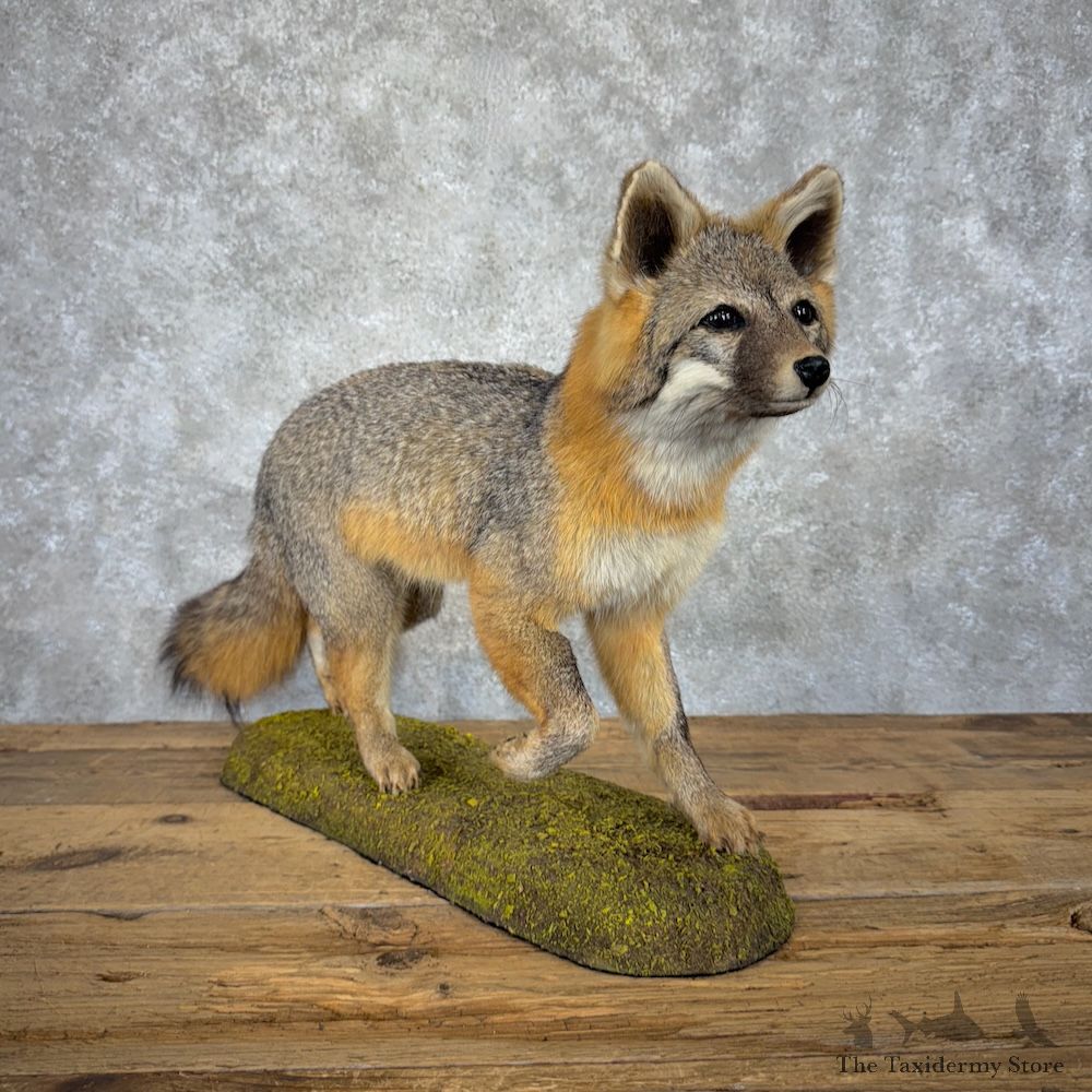 Grey Fox Life-Size Mount For Sale #29899 @ The Taxidermy Store