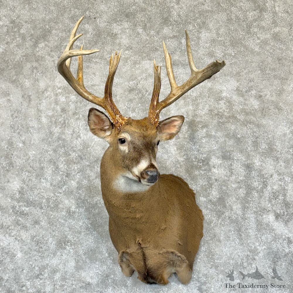 Whitetail Deer Shoulder Mount For Sale #29169 @ The Taxidermy Store