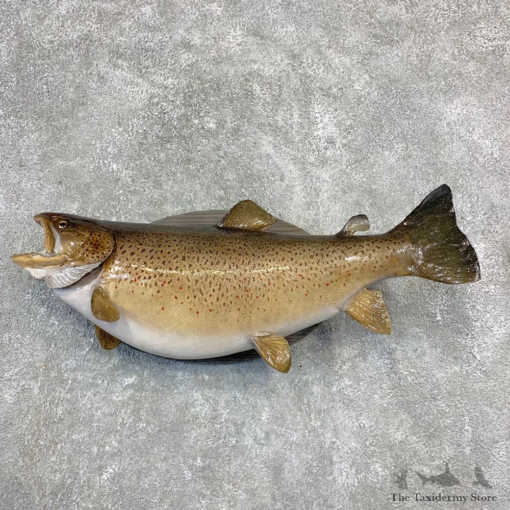 Brown Trout Fish Mount For Sale #21851 @ The Taxidermy Store